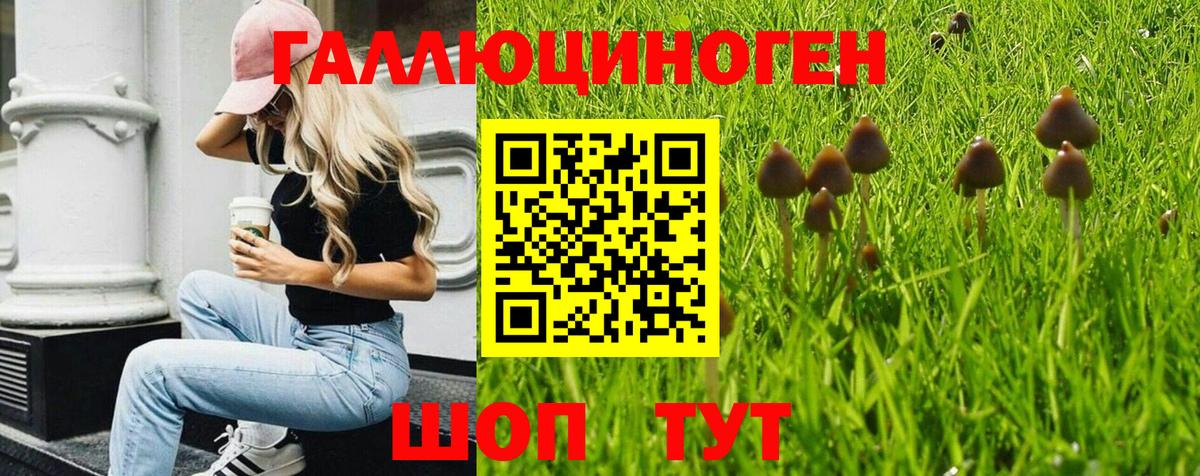 Сочи  Псилоцибиновые грибы Psilocybe  Вход с VPN 